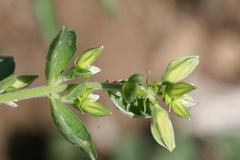 Crotalaria madurensis